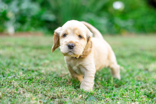 Der Erste Tag mit unserem Cocker Spaniel