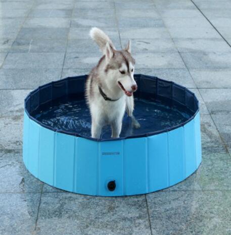 Swimming Pool Hunde