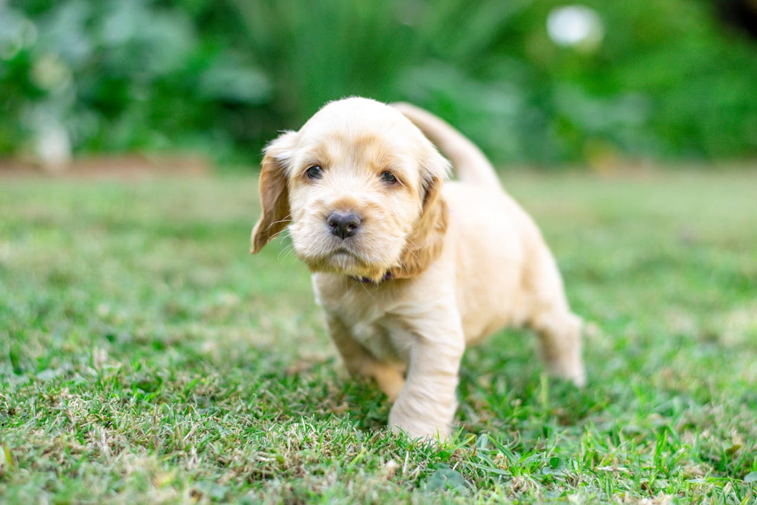 Der Erste Tag mit unserem Cocker Spaniel