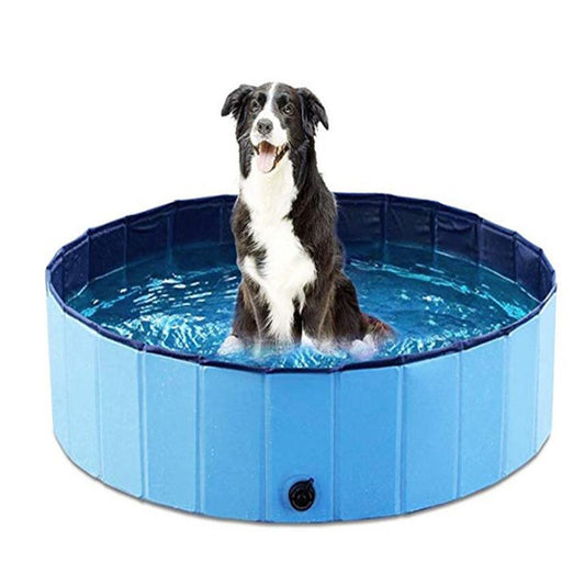 Swimming Pool Hunde